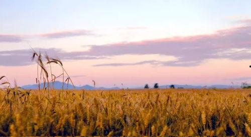 风吹吧麦浪,风吹吧，麦浪的田园诗篇