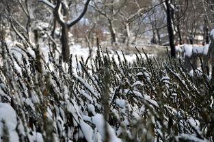 山城雪,探寻重庆冬日里的诗意与风情