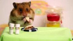 人类与仓鼠,亲密伙伴的奇妙关系揭秘