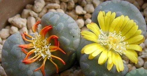 石头开花,探寻自然奇迹的奥秘